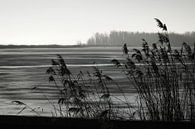 Reeds in winter landscape by Theo Felten thumbnail