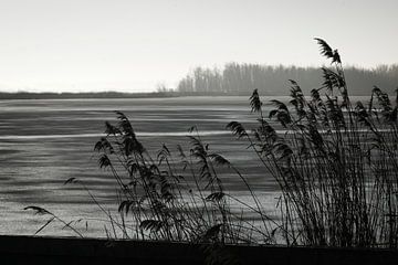 Reeds in winter landscape