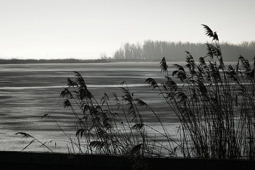 Roseaux dans un paysage d'hiver