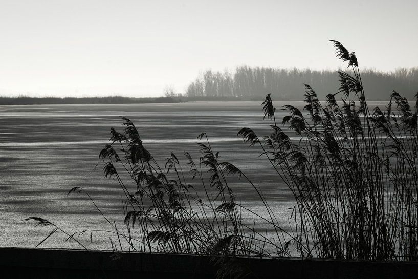 Riet in winters landschap van Theo Felten