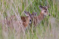 Verstecktes Damwild