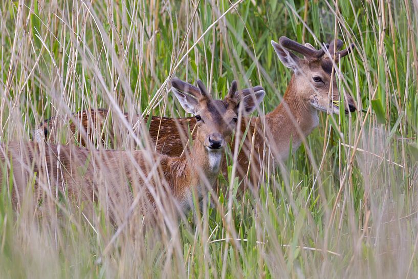 Verstecktes Damwild von Rob Hansum