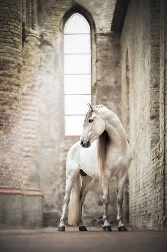 Wit paard in oude kerk | paardenfototgrafie | hengst