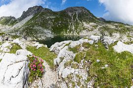 Alpine rose blossom at Laufbichlsee lake by Walter G. Allgöwer