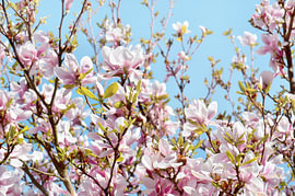 Magnolia by Violetta Honkisz