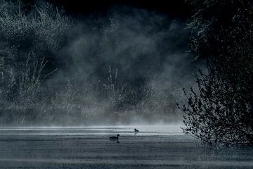 mistig meer in het bos met waterhoentjes