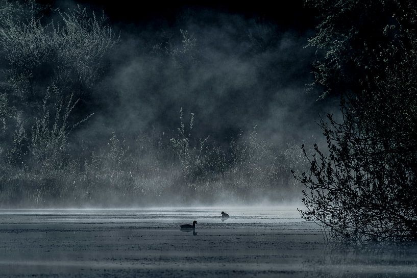 mistig meer in het bos met waterhoentjes par Jovas Fotografie