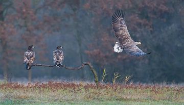 The Pupils (Drie Zeearenden) van Harry Eggens