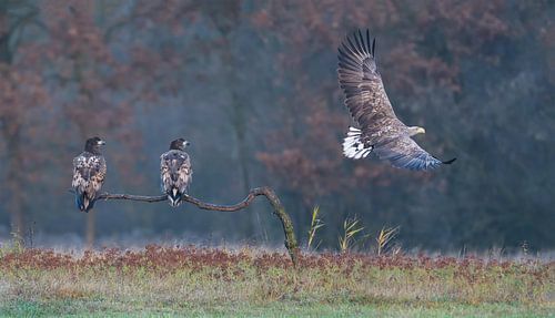 The Pupils (White-tailed Eagles)