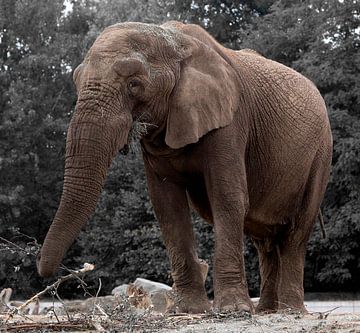 Elefant von Christine Vesters Fotografie
