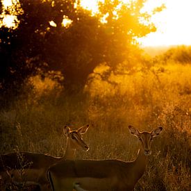 Impala Sunset by Andreas Jansen