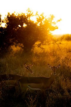 Impala zonsondergang van Andreas Jansen