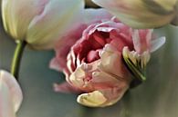 De tulp die  een roos wil zijn. van Ina Roke thumbnail