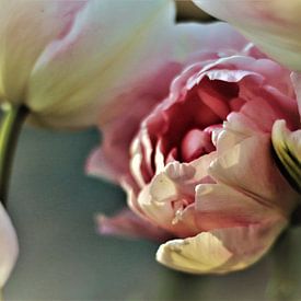 De tulp die  een roos wil zijn. van Ina Roke