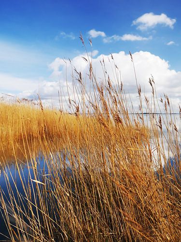 Saaler Bodden bei Wustrow auf dem Darß 9