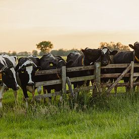 Koeien bij het hek tijdens zonsondergang van Colinda van Rees