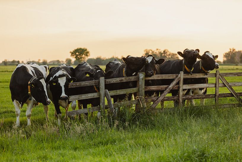 Koeien bij het hek tijdens zonsondergang van Colinda van Rees
