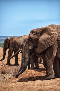 Olifanten in Afrika van Maaike Hartgers