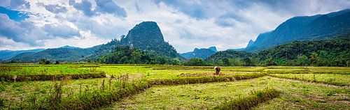 Op het land aan het werk, Laos