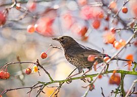 Blackbird on an ornamental apple tree with ripe fruits