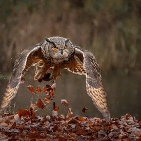 Rising Eagle Owl. by Albert Beukhof