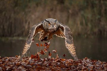 Hibou de l'aigle royal. sur Albert Beukhof