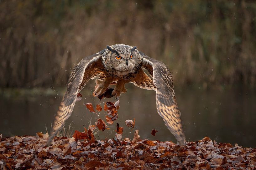 Hibou de l'aigle royal. par Albert Beukhof