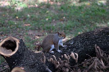 das Eichhörnchen im Park posiert. von Martin Albers Photography
