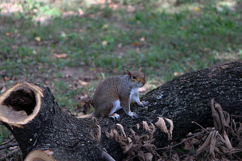 posing squirrel in park