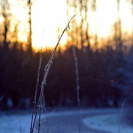 Rijkend naar de zon van Lisanne Rodenburg