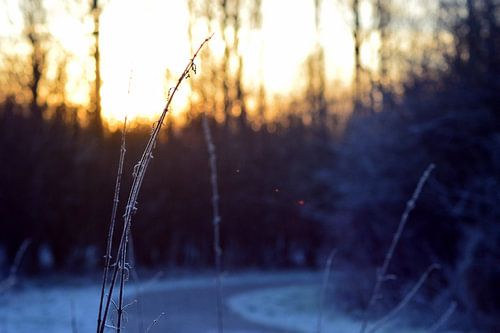 Reaching for the sun