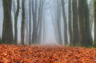 Herfstige boslaan in de mist von Dennis van de Water Miniaturansicht