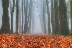 Herfstige boslaan in de mist sur Dennis van de Water