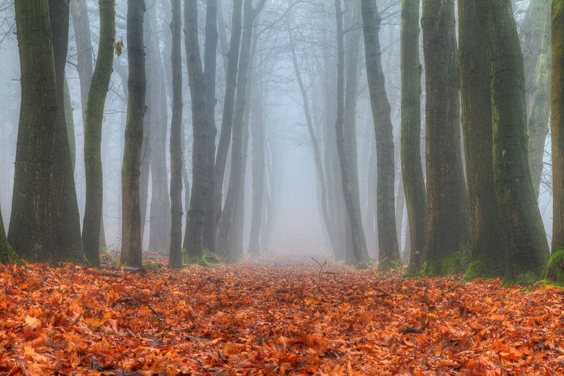 Herfstige boslaan in de mist van Dennis van de Water