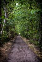 Flotter avec un sentier dans la forêt de Drongengoedbos