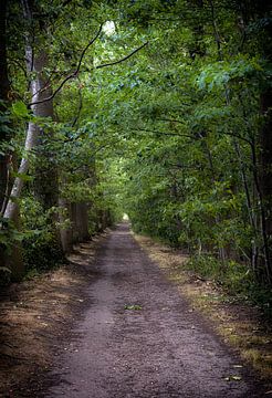 Dreef met wandelpad in het Drongengoedbos van jacky weckx