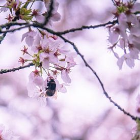 A bee in the blossom by Martijn Tilroe