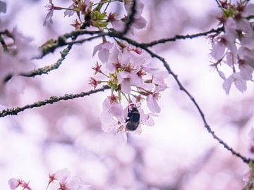 A bee in the blossom