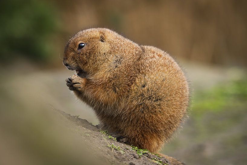 Prairiehond van Isabel van Veen