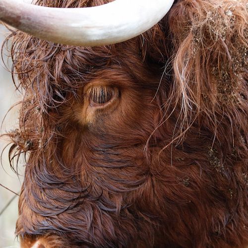 Highlander écossais