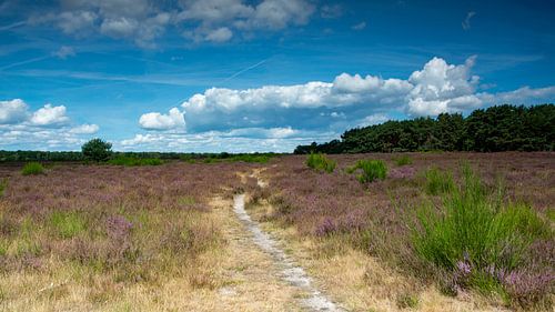 Volg het pad over de bloeiende Westerheide