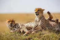 Pauze f. Cheetahs van Peter Michel thumbnail