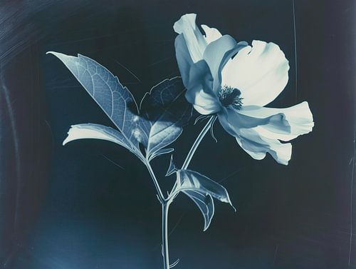 Vintage print of white flower against blue-black background - An artistic ode to American photography