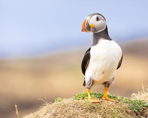 Papageientaucher auf der Insel Lunga