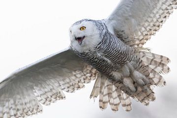 Snowy owl in flight by Jan van Vreede