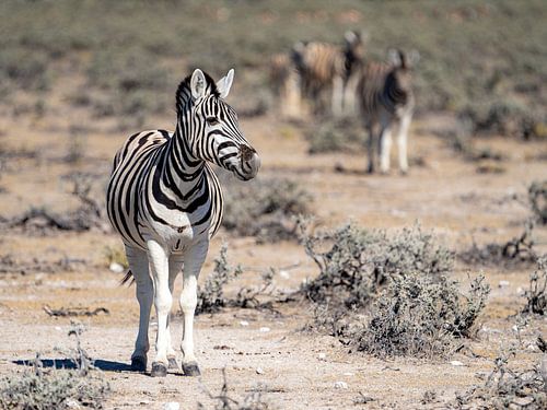 Zebra's - Etosha National Park, Namibia