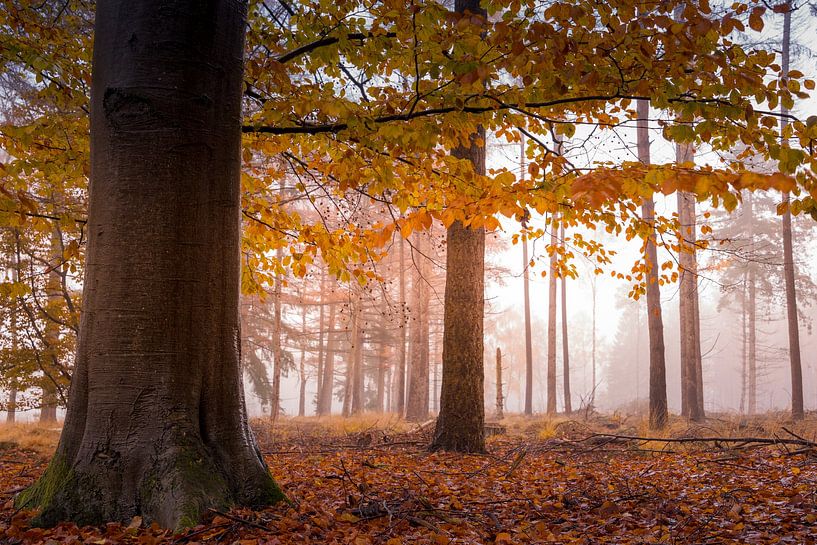 Autumn colours in the forest by Marloes ten Brinke