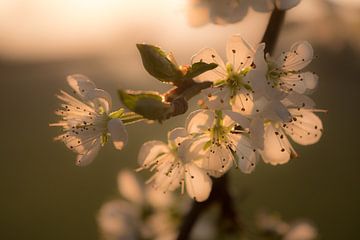 Bloesem tijdens ochtendzon van Moetwil en van Dijk - Fotografie