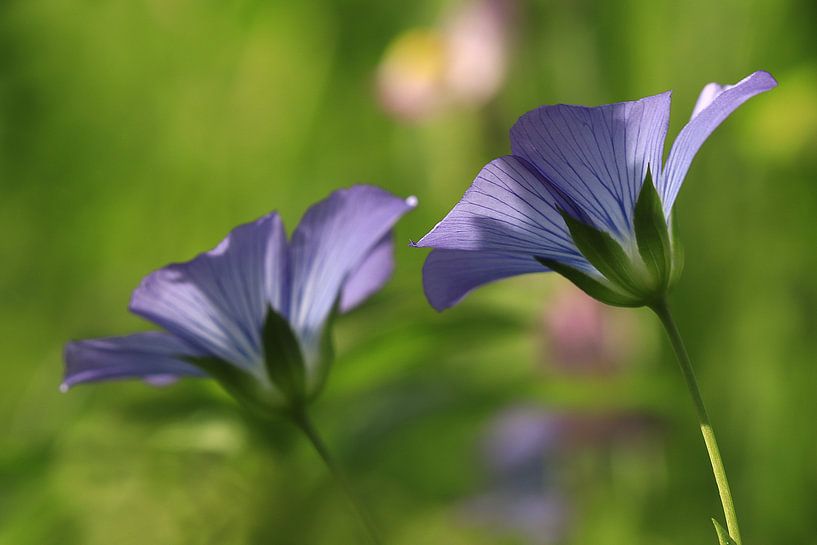 Bloemen paars/blauw van Fotografie Sybrandy