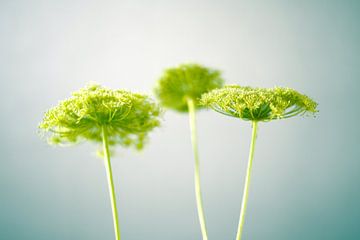 Drie frisse groene bloemen in ochtendlicht van Regina Elise